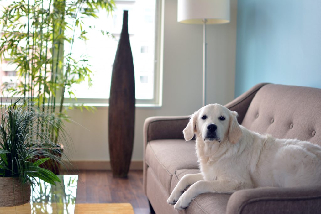 Meet Gigi: a resident of 306 West - the luxury apartments in downtown Madison